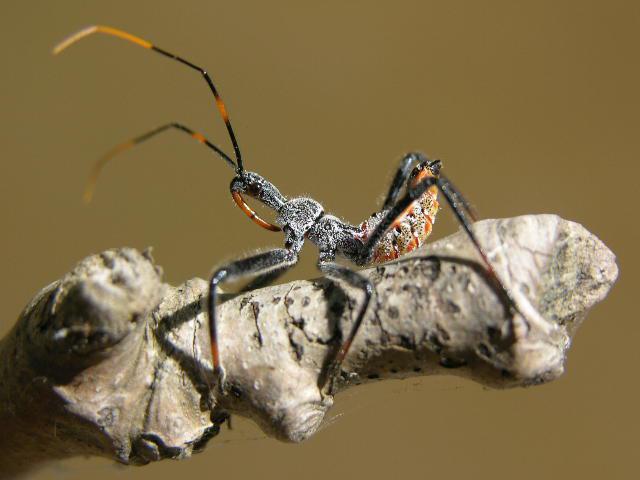 Where To Find The Assassin Bug Where To Find The Assassin Bug